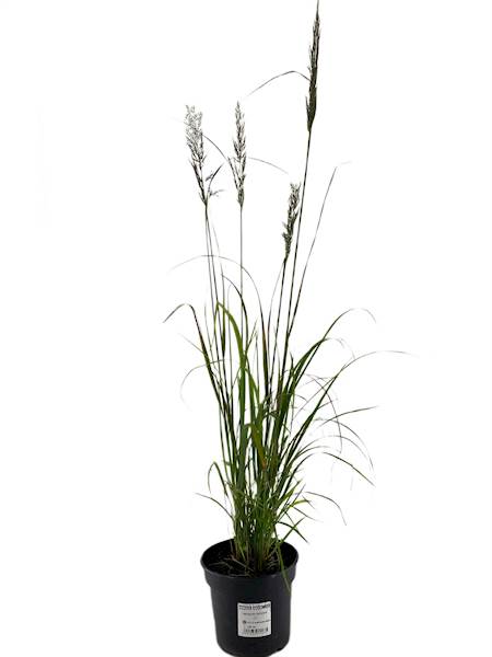 Trzcinnik krótkowłosy