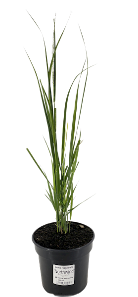 Panicum virgatum Northwind