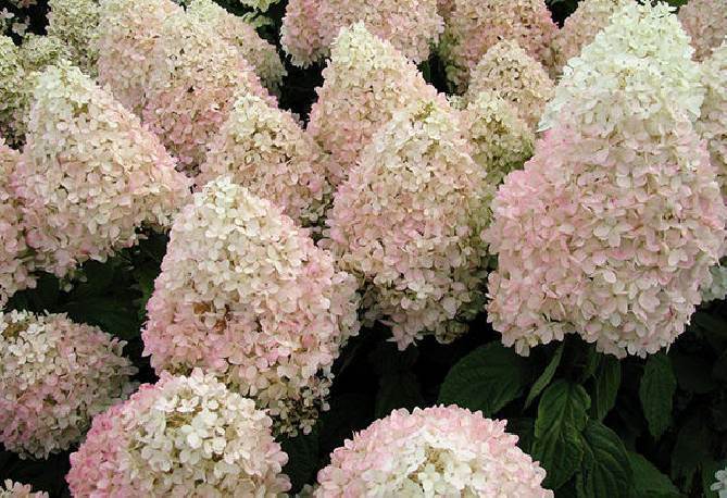 Hortensja bukietowa Magical Sweet Summer PBR