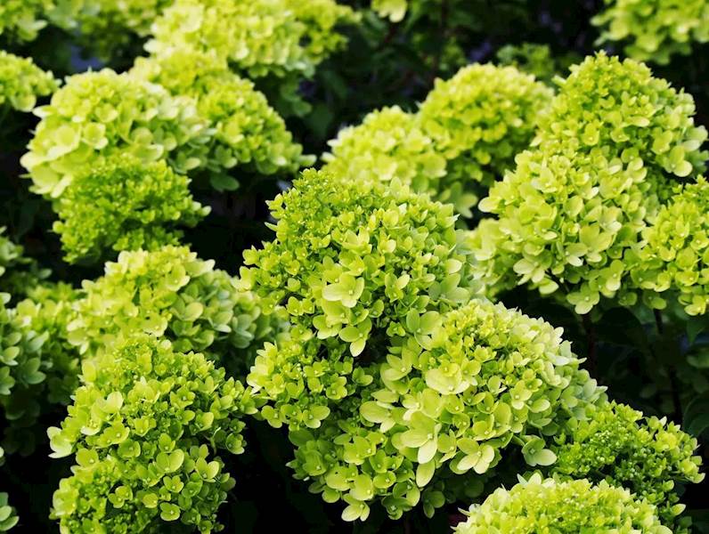 Hortensja bukietowa Mojito 3L