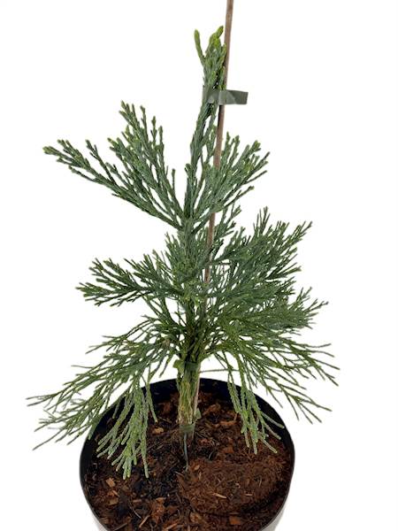 Mamutowiec olbrzymi Glaucum