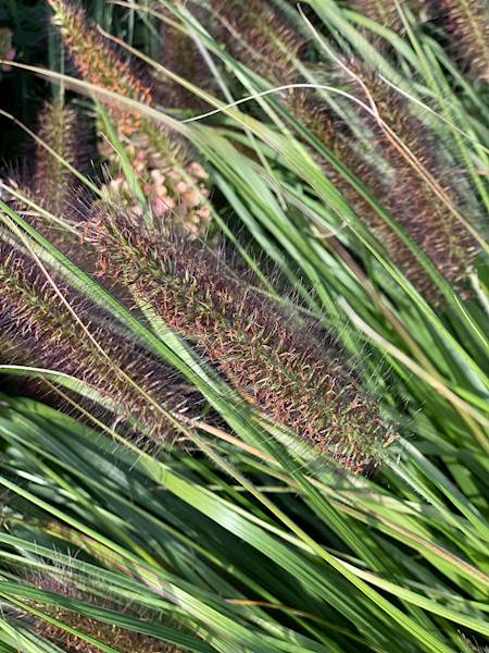 Rozplenica japońska Viridescens