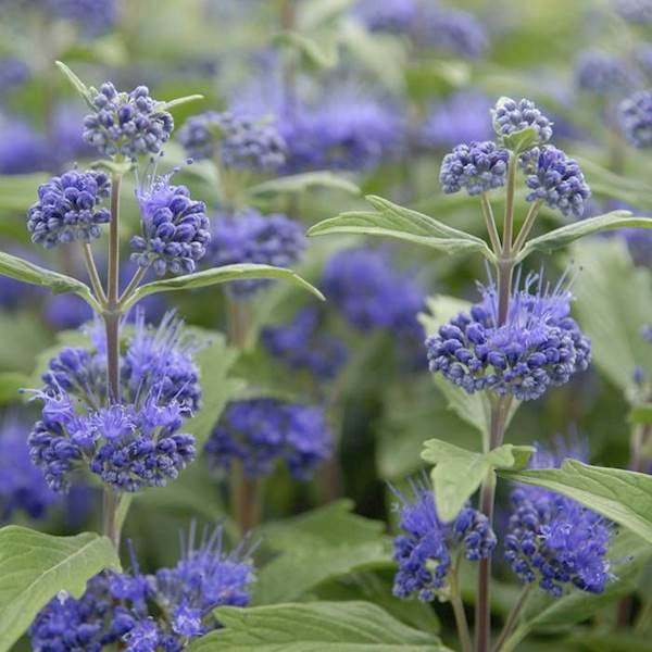Barbula klandońska Haevenly Blue