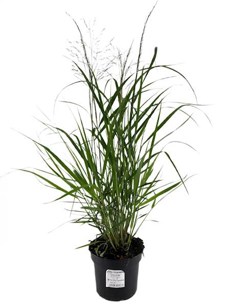 Proso rózgowate Squaw