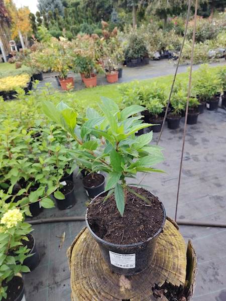Hortensja bukietowa Little Fresco 3L