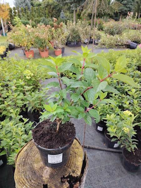 Hortensja bukietowa Silver Dolar 3L