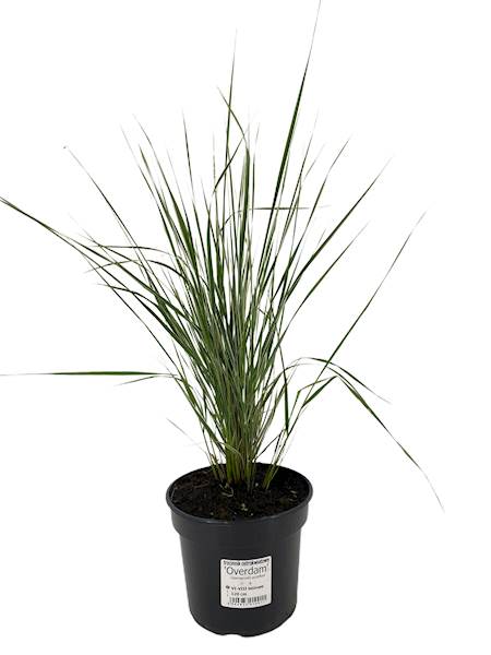 Trzcinnik ostrokwiatowy Overdam