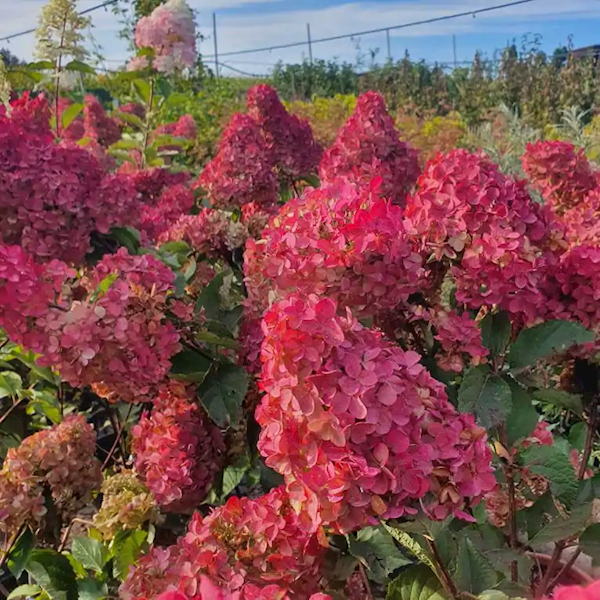 Hortensja bukietowa Fraise Melba