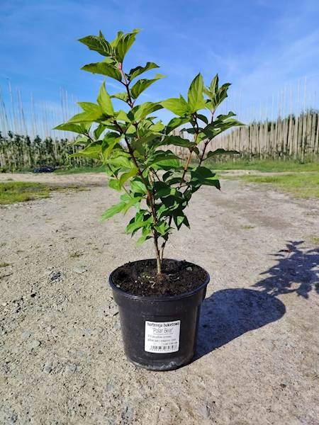 Hortensja bukietowa Polar Bear 3L