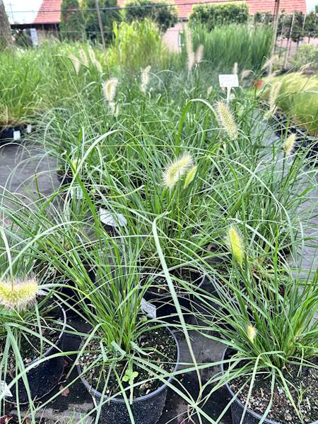 Pennisetum alopecuroides Hameln