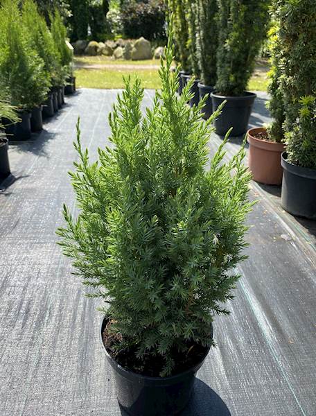 Jałowiec chiński Stricta