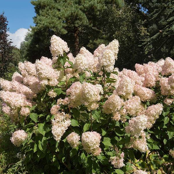 Hortensja bukietowa Magical Sweet Summer PBR
