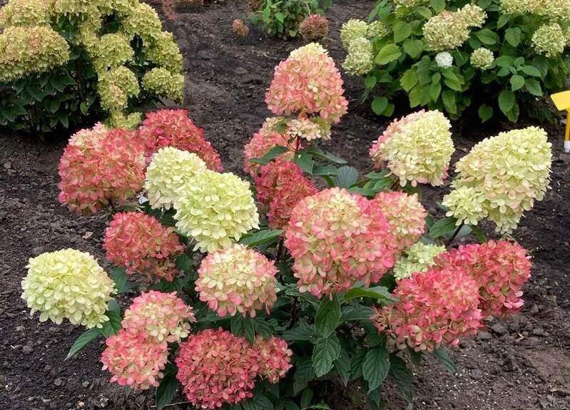 Hortensja bukietowa Little Fresco 3L