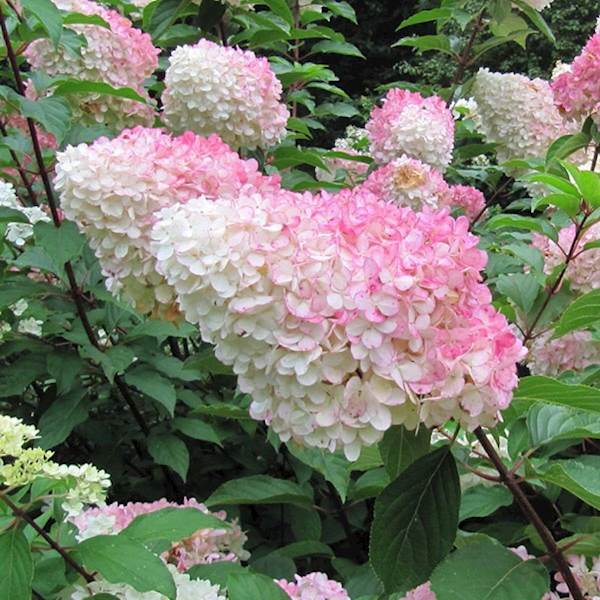 Hortensja bukietowa Vanile Fraise 3L