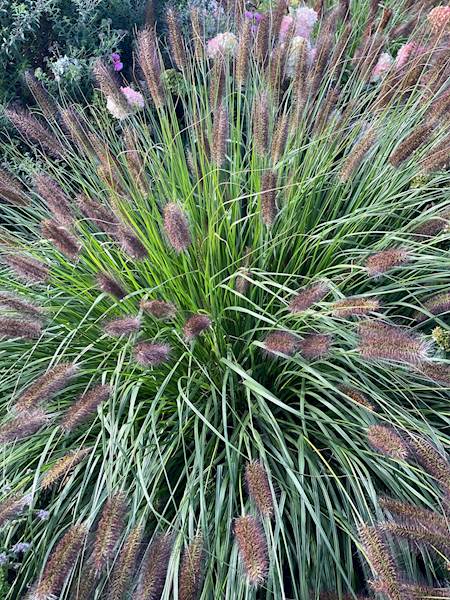 Rozplenica japońska Viridescens