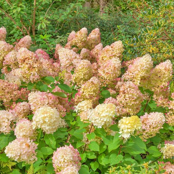 Hortensja bukietowa Silver Dolar 3L
