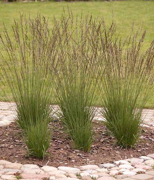 Trzęślica trzcinowata Edidh Dudszus