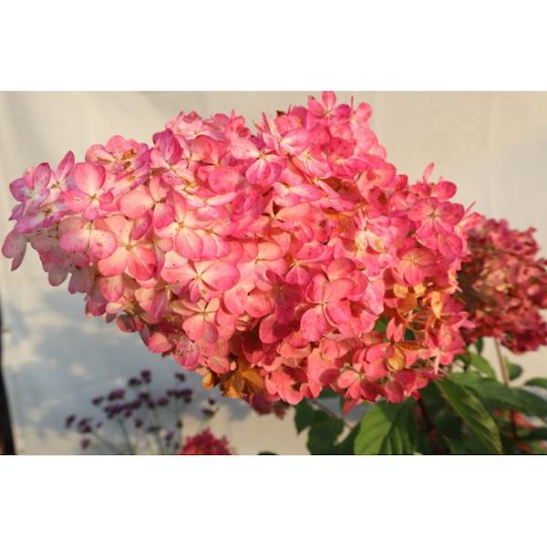 Hortensja bukietowa Vanile Fraise 3L