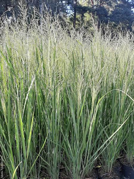 Proso rózgowate Northwind