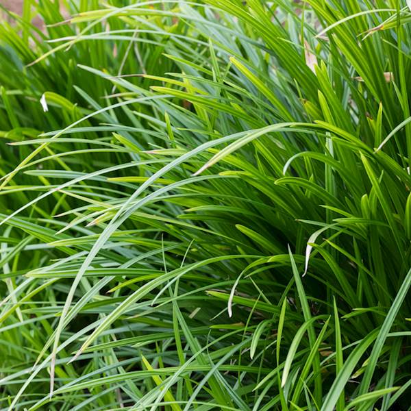 Turzyca Morrowa Irish Green