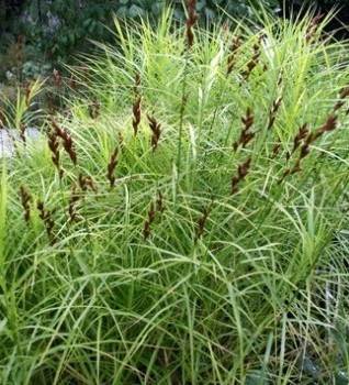 Turzyca muskegońska