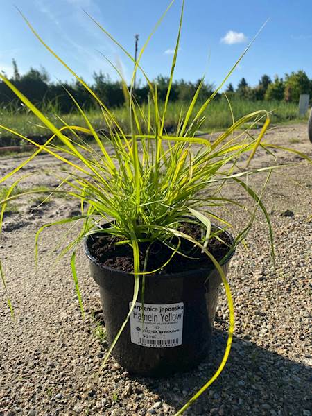 Rozplenica japońska Hameln Yellow