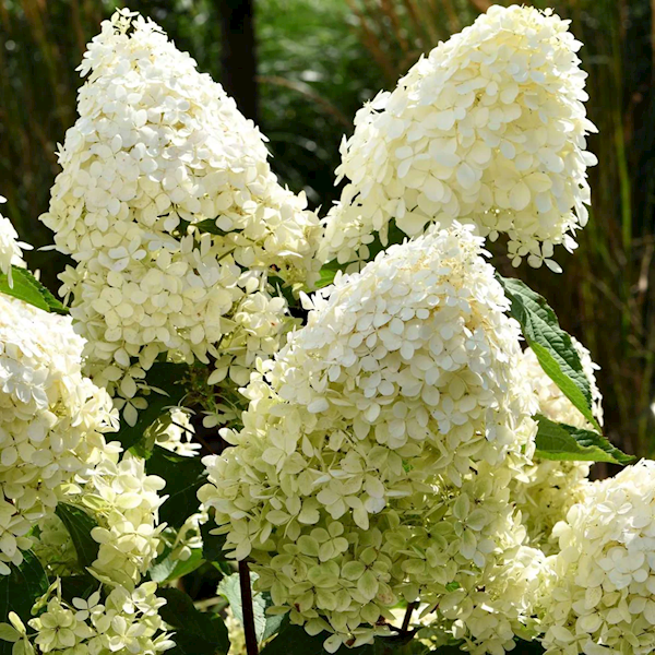 Hortensja bukietowa Phantom