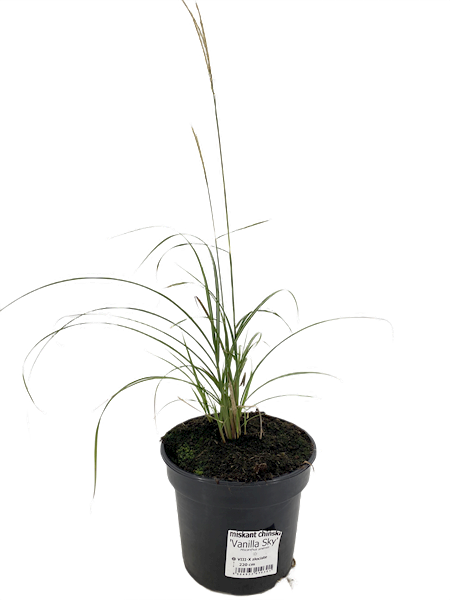 Miskant chiński Vanilla Sky