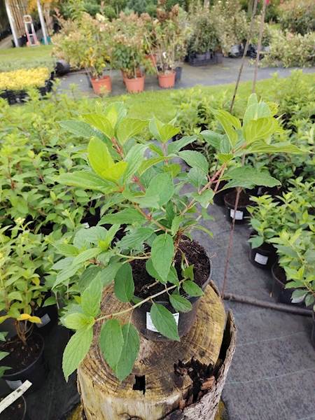 Hortensja bukietowa Mojito 3L