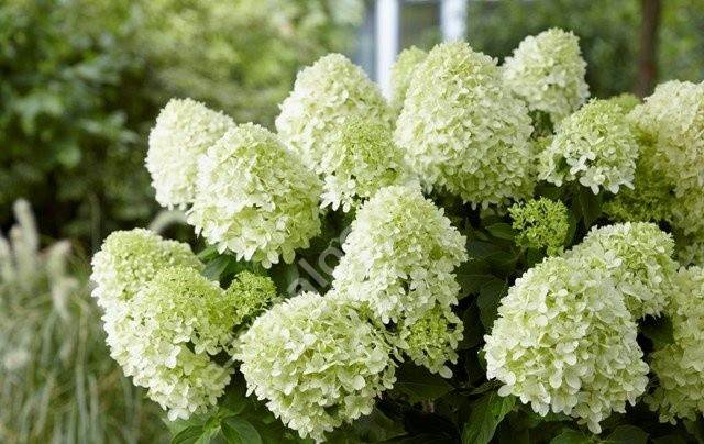 Hortensja bukietowa Little Spooky 3L