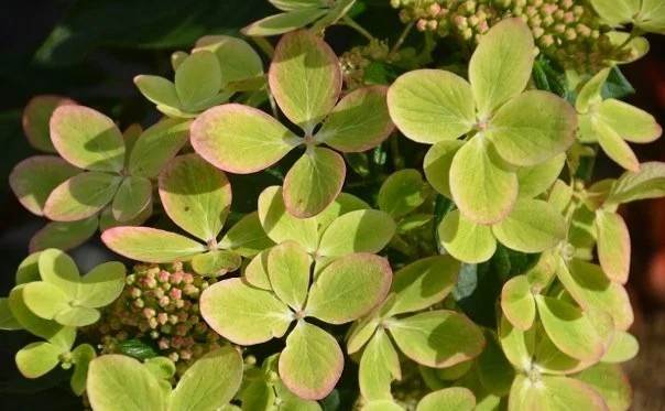 Hortensja bukietowa Pastelgreen