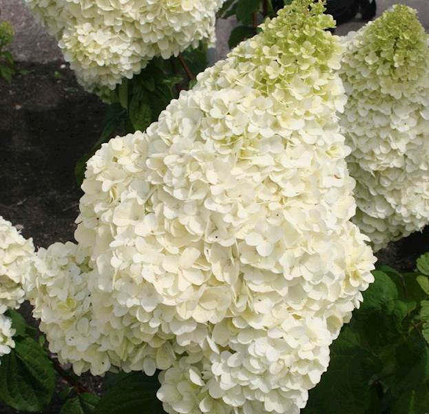 Hortensja bukietowa Silver Dolar 3L