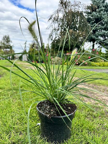 Pennisetum alopecuroides Hameln