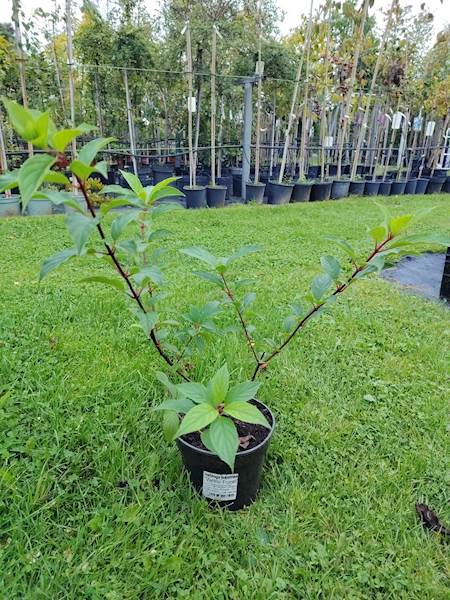 Hortensja bukietowa Vanile Fraise 3L