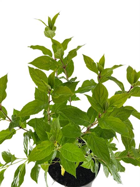 Hydrangea paniculata Limelight