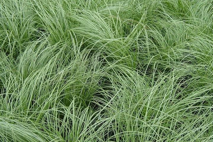 Turzyca włosista Frosted Curls