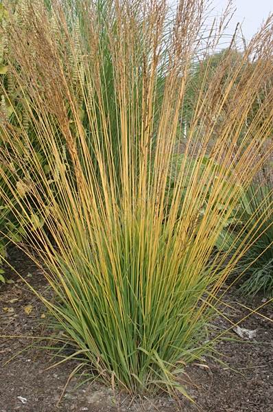 Trzęślica trzcinowata Moorhexe