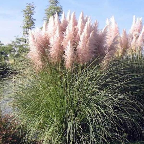 Trawa pampasowa Rosea