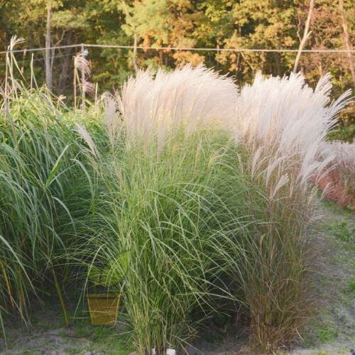 Miskant chiński Vanilla Sky