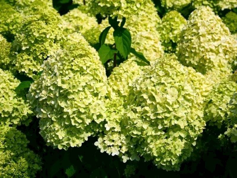 Hortensja bukietowa Mojito