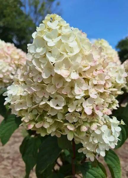 Hortensja bukietowa Silver Dolar 3L