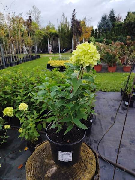 Hortensja bukietowa Petite Cherry 3L