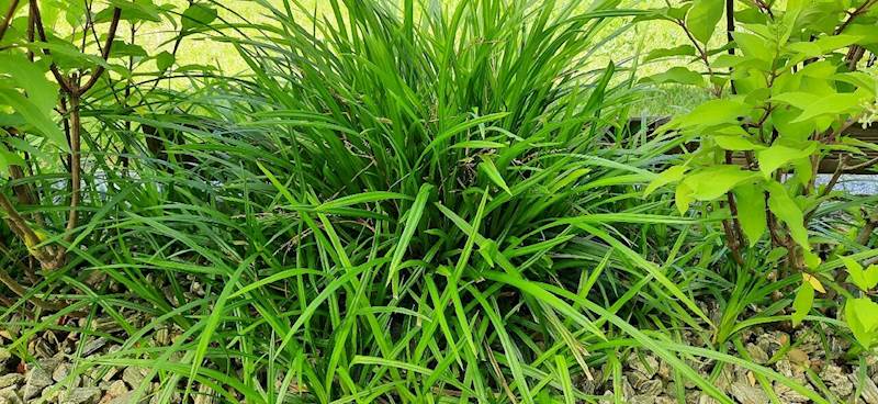 Turzyca Morrowa Irish Green