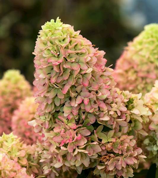 Hortensja bukietowa Little Fresco 3L