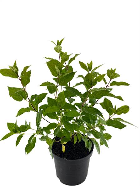 Hydrangea paniculata Limelight