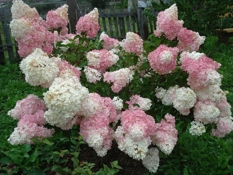 Hortensja bukietowa Phantom