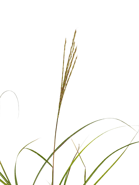 Miskant chiński Kleine Silberspinne