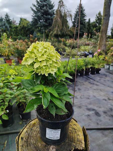 Hortensja bukietowa Little Spooky 3L