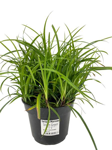 Turzyca Morrowa Irish Green