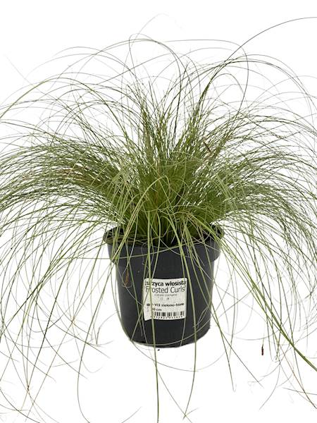 Turzyca włosista Frosted Curls